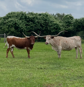 U-Bar Cows