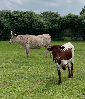 U-Bar The Herd