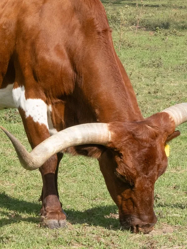 Brown and white longhorn with long horns grazing in a field of lush green grass