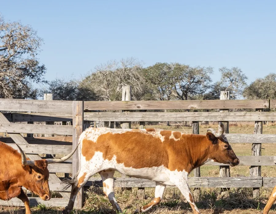 Two longhorns walking in a field next to a wooden fence, surrounded by lush green grass