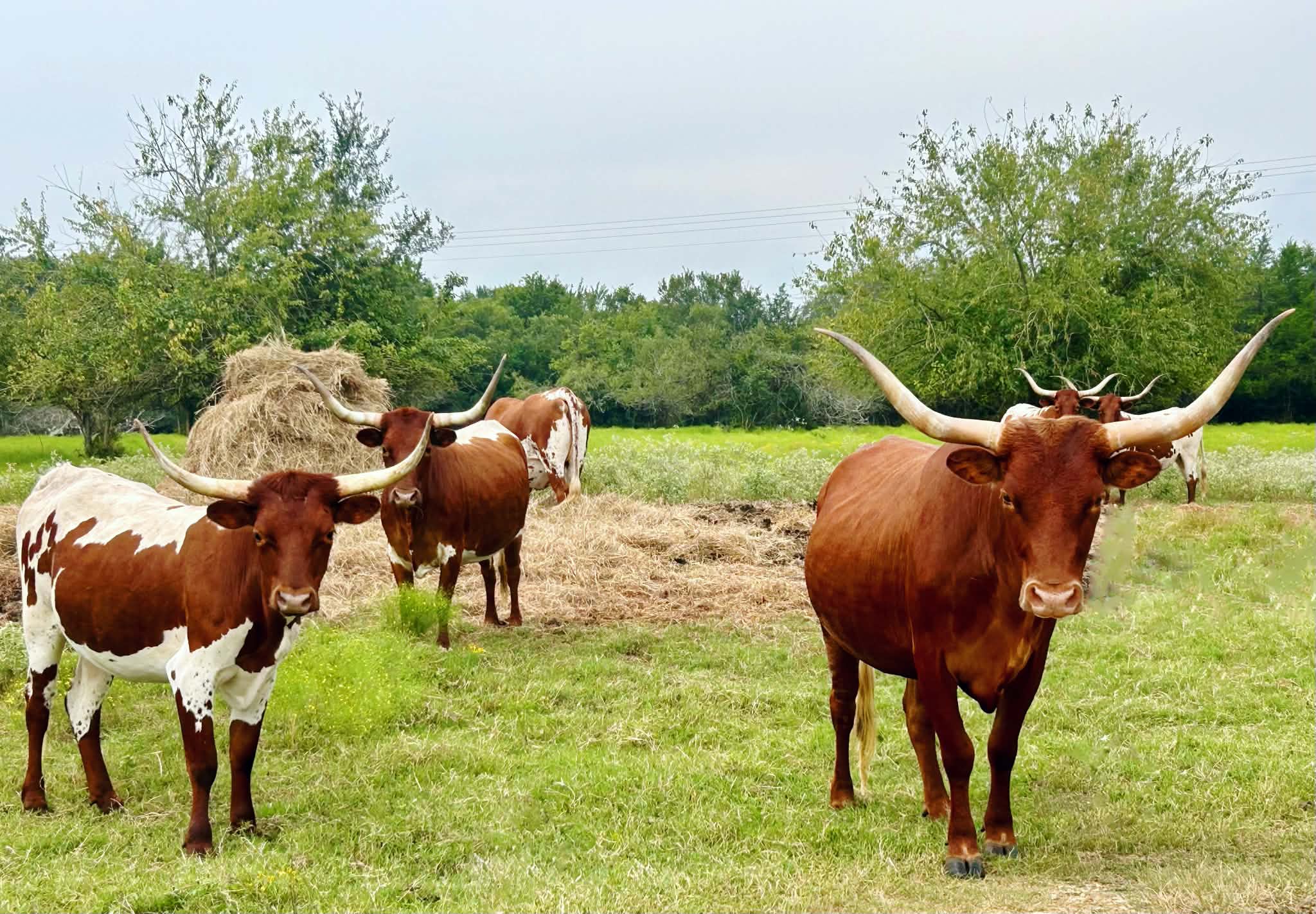 U-Bar Cows